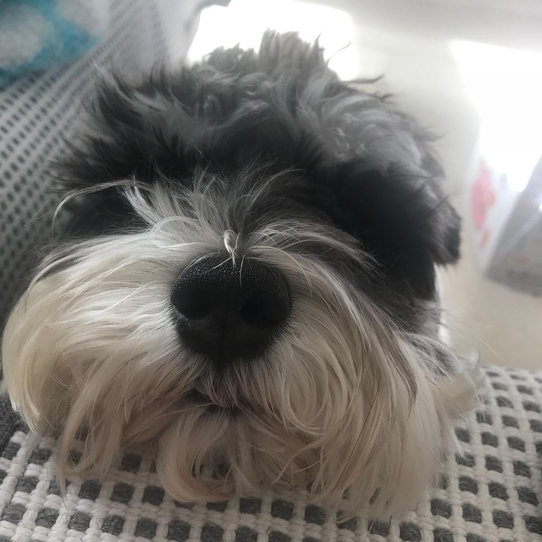 黑豆不是豆