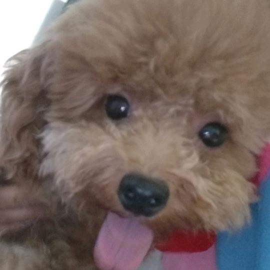风信子