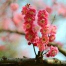 梅花(66年马🐴)🌺🌺