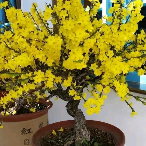 珍花盆景园艺馆