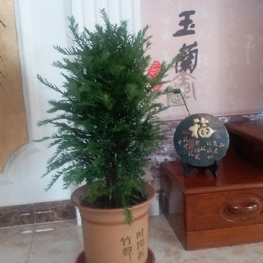 如歌的岁月