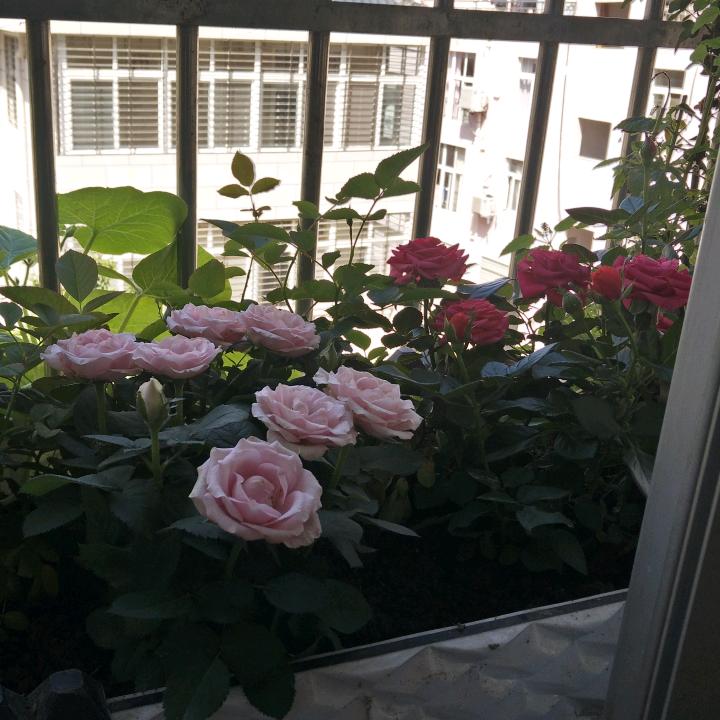 一个爱上浪漫的人