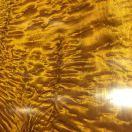 楠木楠（全家福金丝楠）