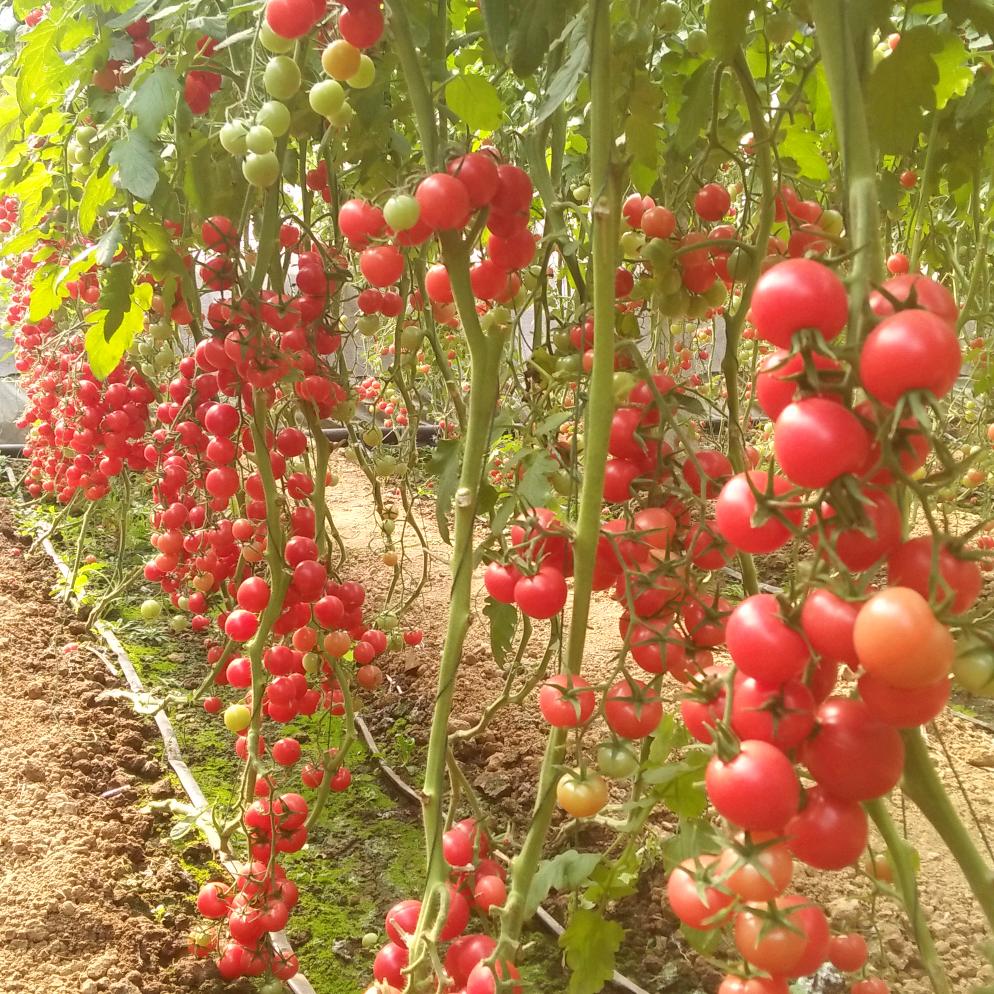 蔬菜大棚