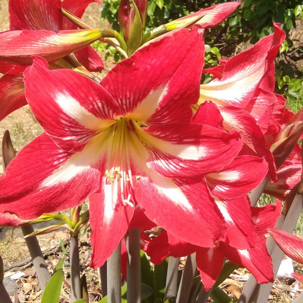 雾里看花