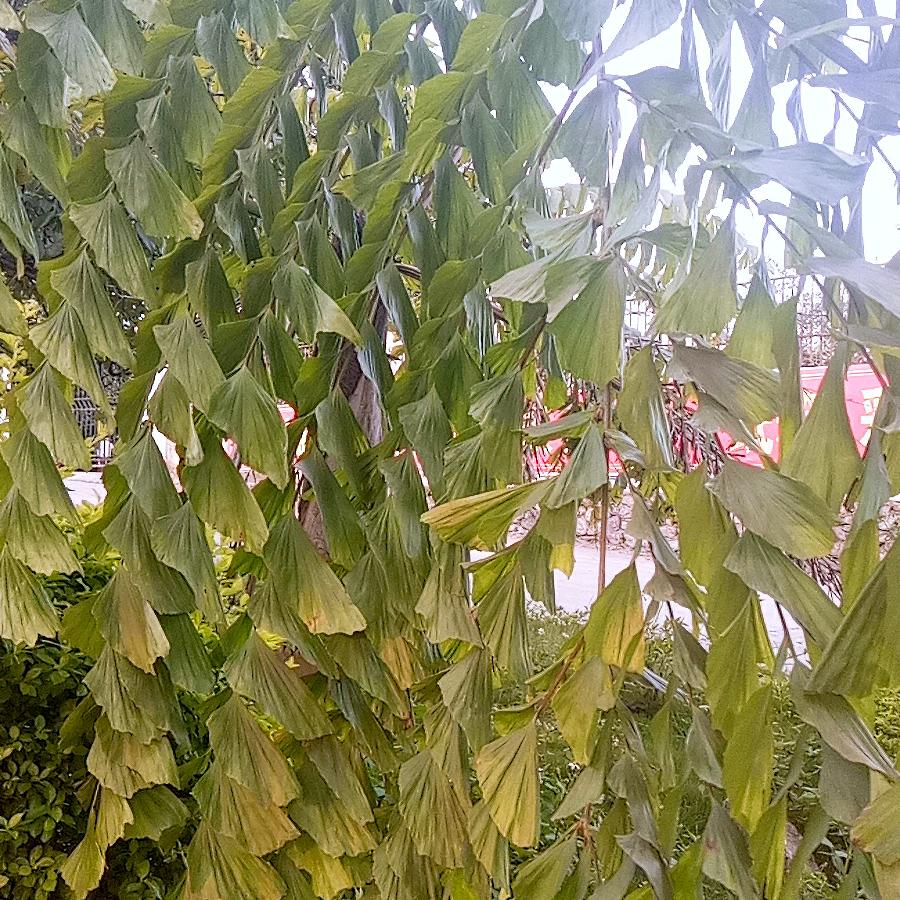 金银花