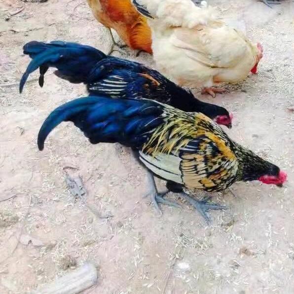 如意