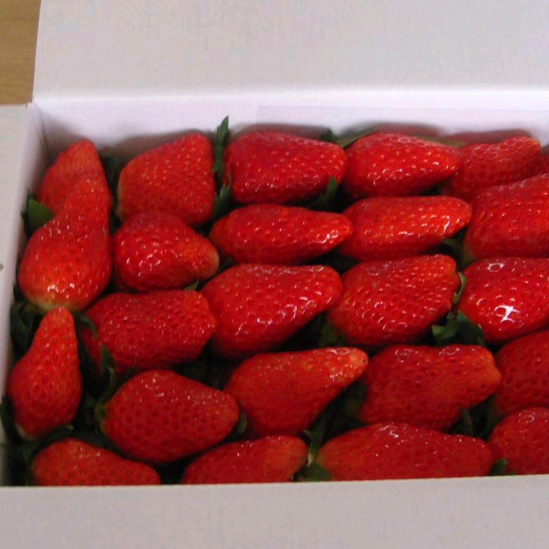 小葛水果批发行（一件起批