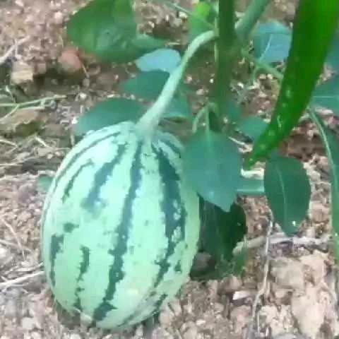 喝酒说实话