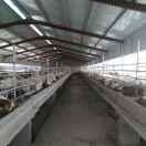 德全山羊养殖合作