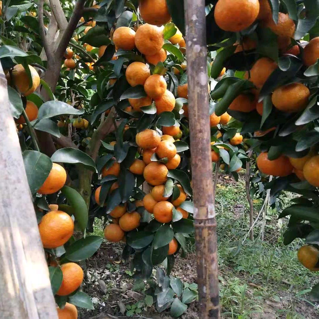 弯枝技术创始人谢老师