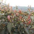 叙永县后山镇，高山云雾茶。