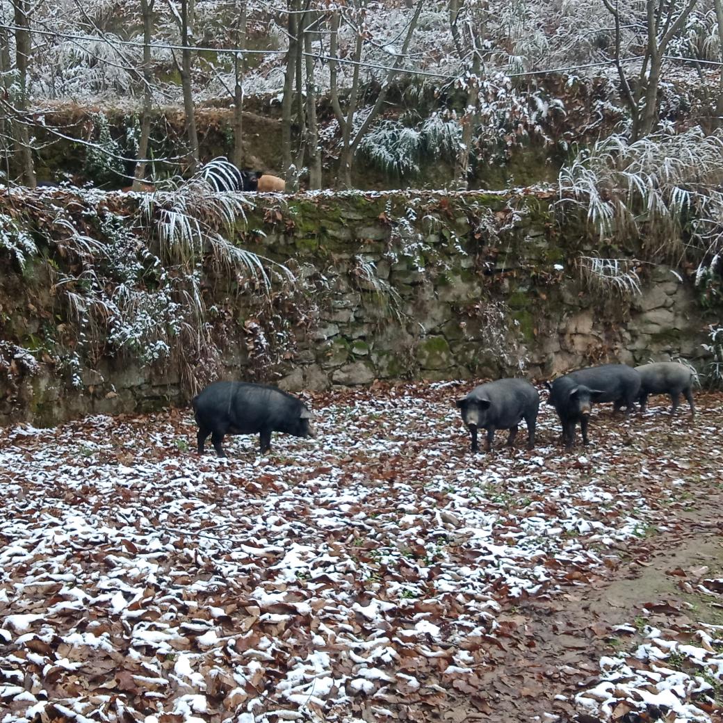 河水沟野生放养猪