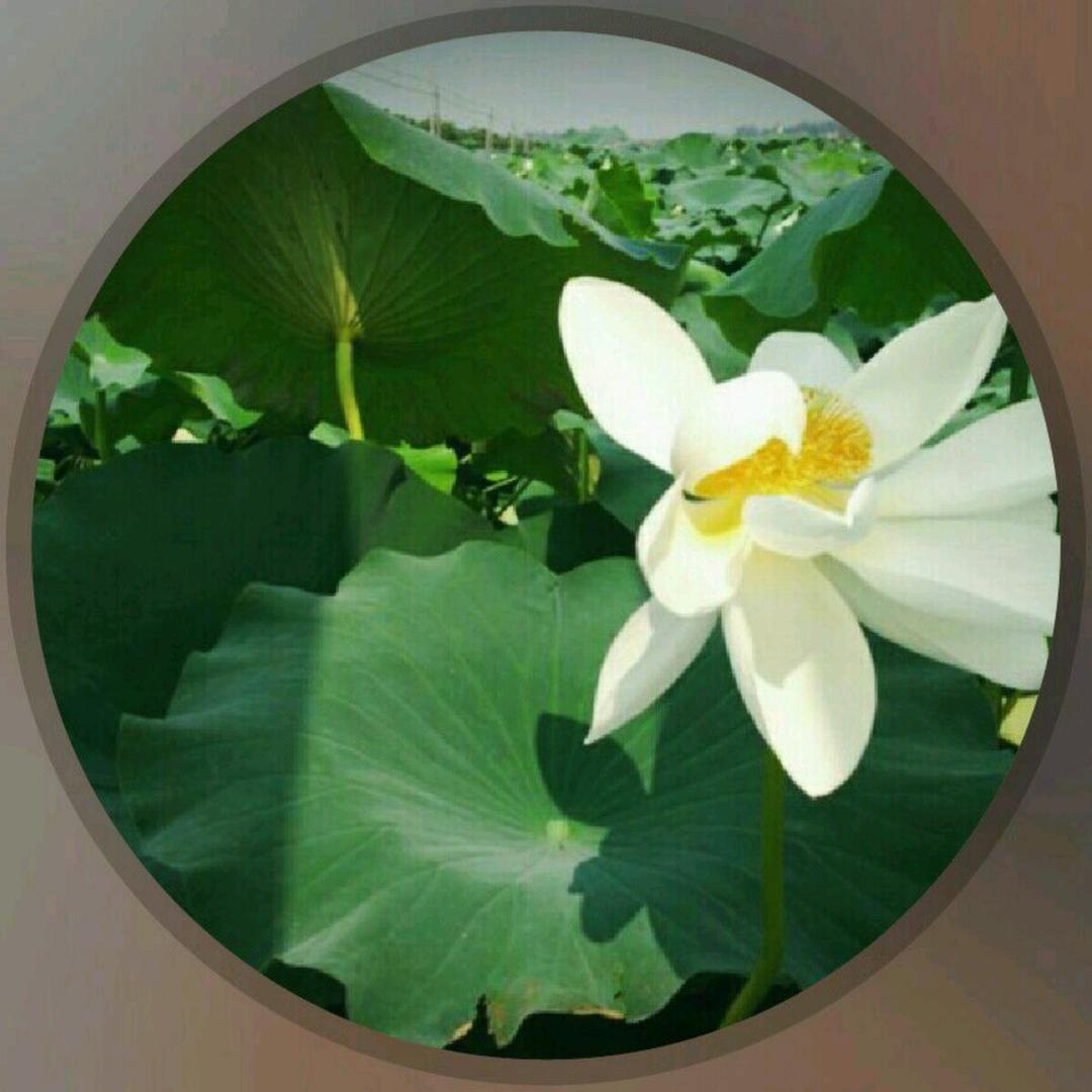 最美是宝应广洋湖镇
