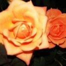 美华（请勿连赞）