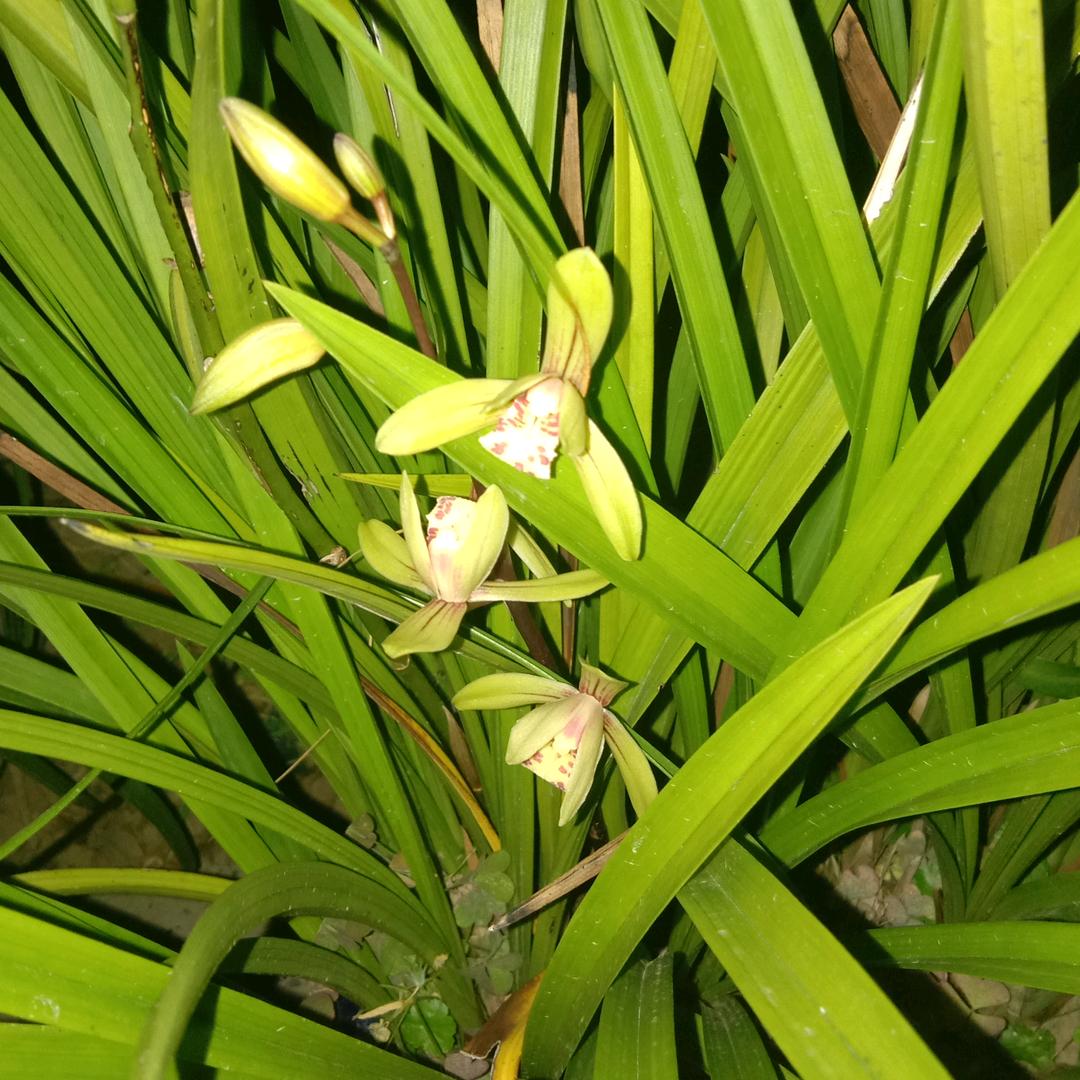 惜缘