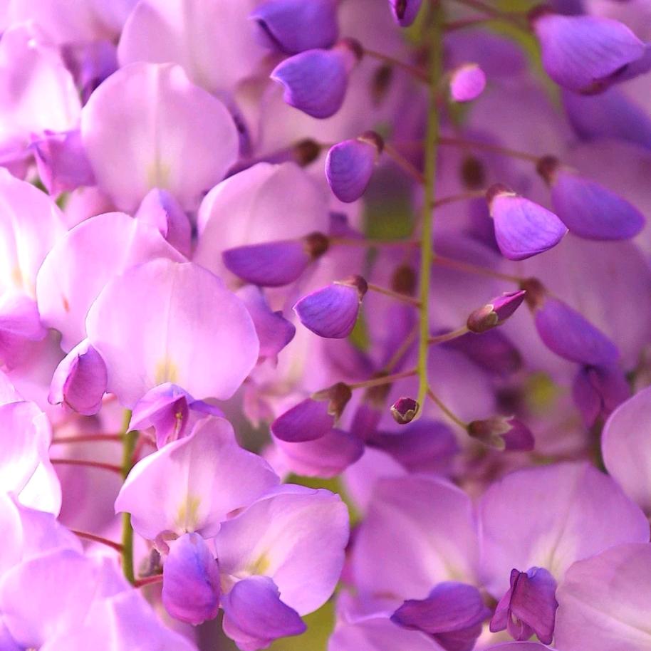 花之舞