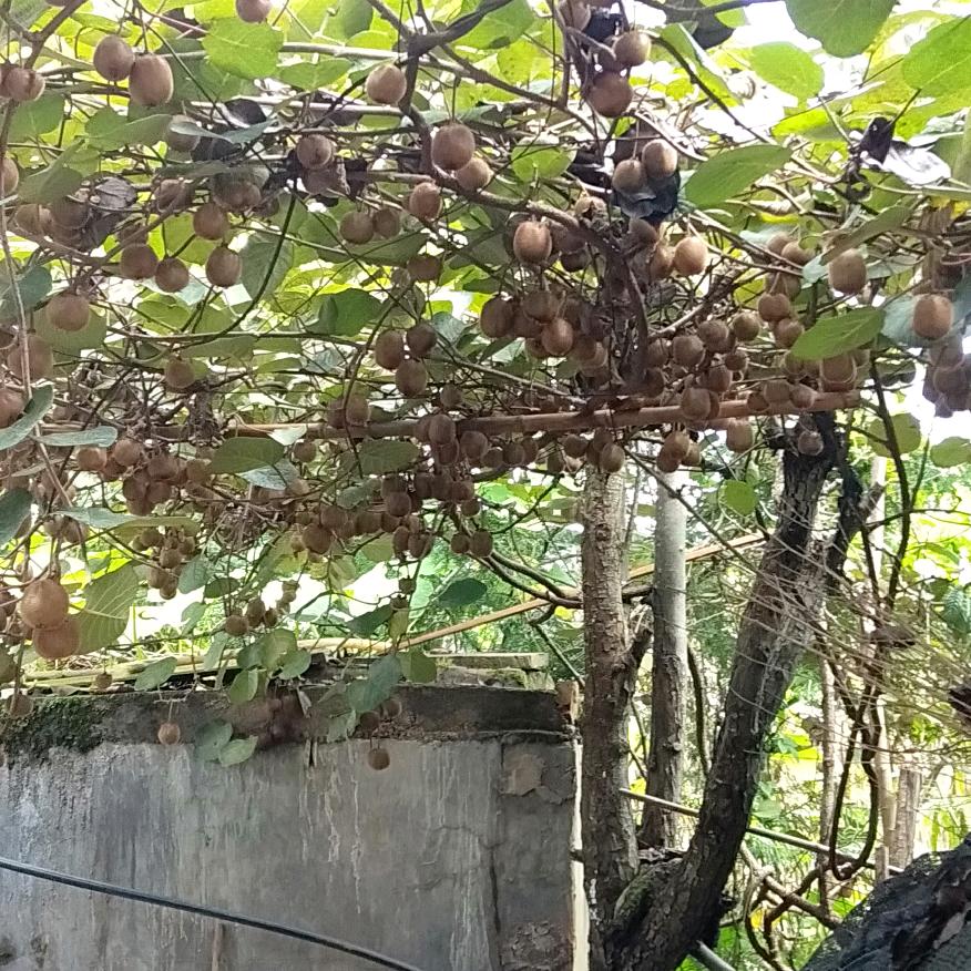明天会更好