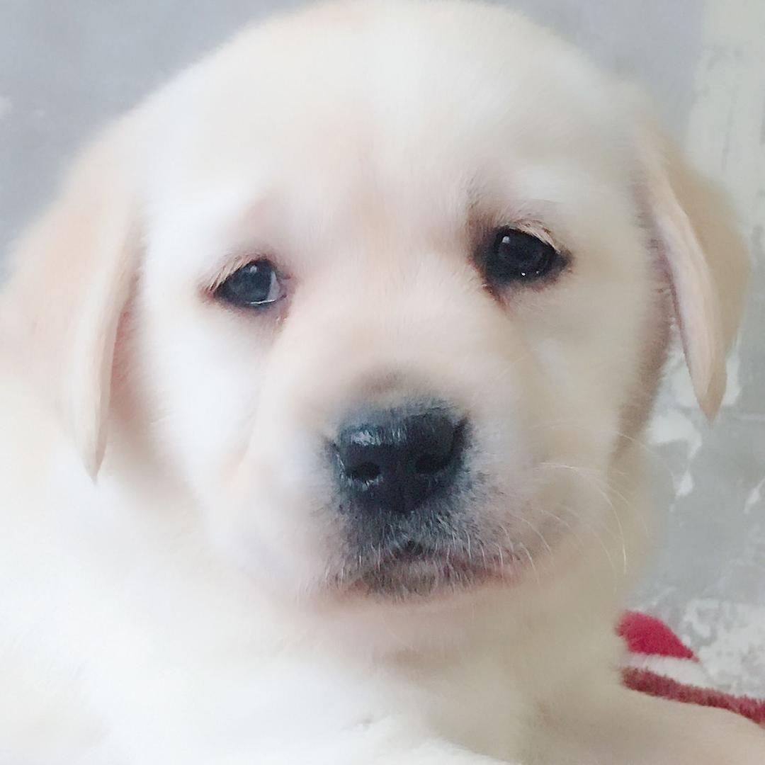 尊宠博美拉布拉多犬舍