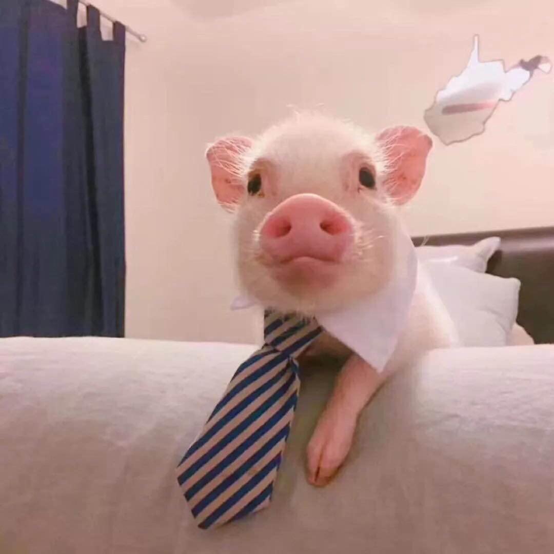 一个小逗逼的独白