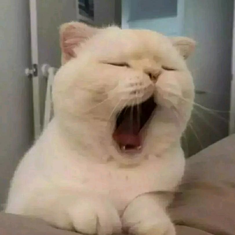 赛赛吃不饱