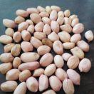 孟州恒嘉花生筛选厂