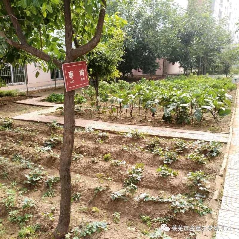 金童之梦