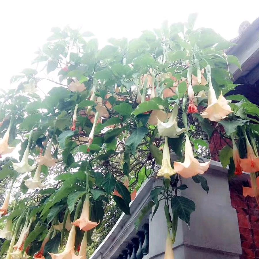 虫子咬了玉米🌽
