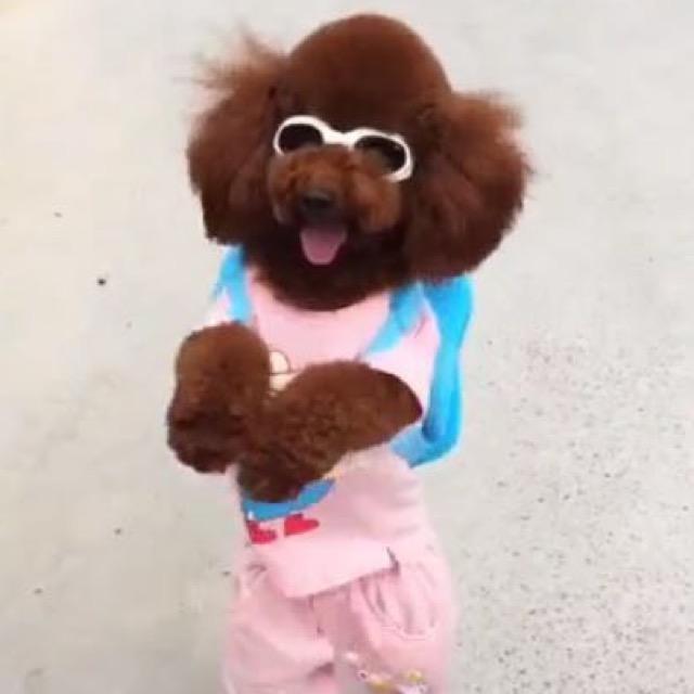 宝儿妞妞