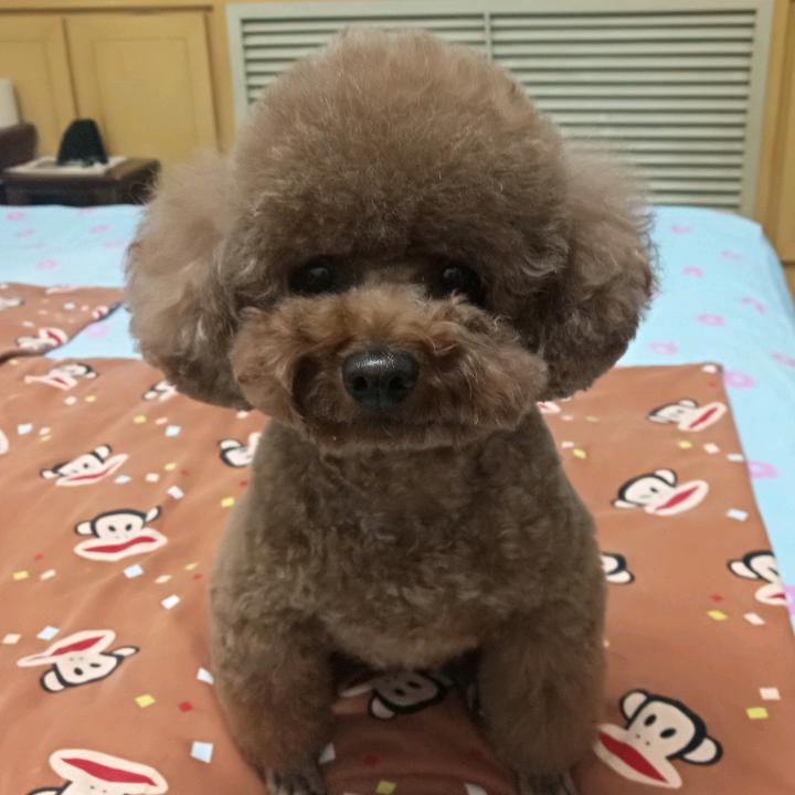鸭血粉
