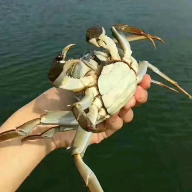 大闸蟹