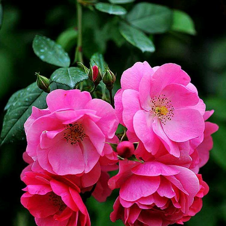 🍀知足常乐🌸