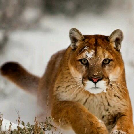 为佳人而（武）