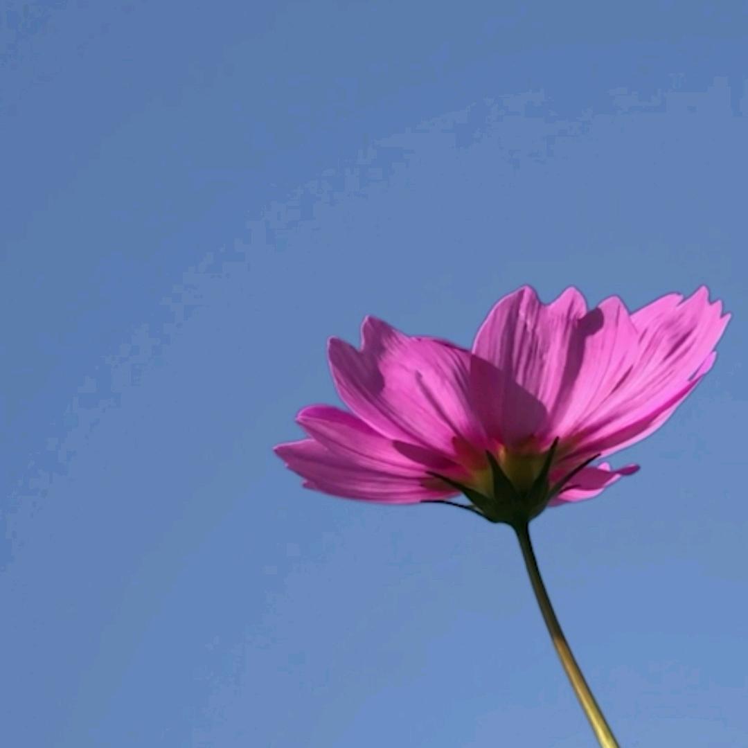 念、安
