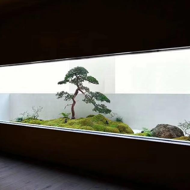 晋江市安海镇鸿江盆景植物园