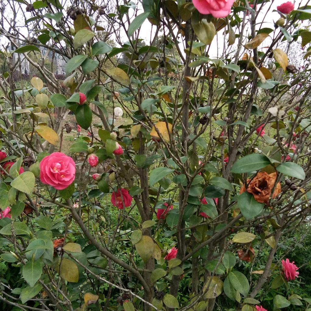 平安