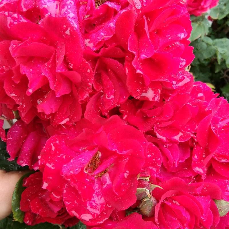 芙蓉