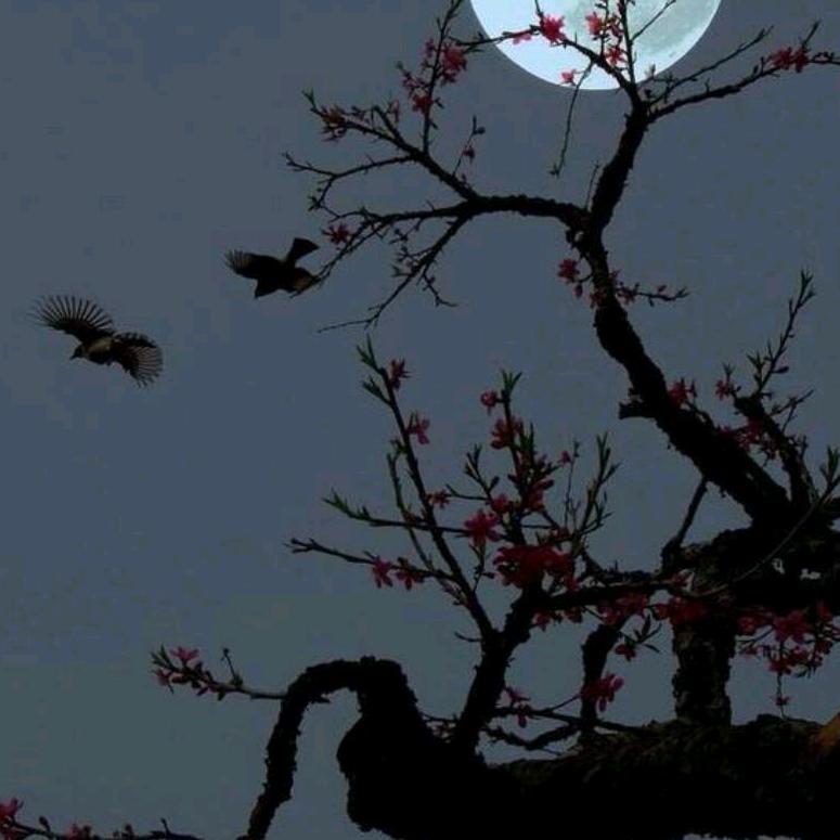 ༺໌້ᮨ⊱明໌້月໌້ᮨ⊰༻