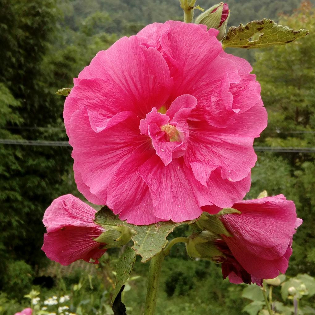 【容姐姐】请勿连赞