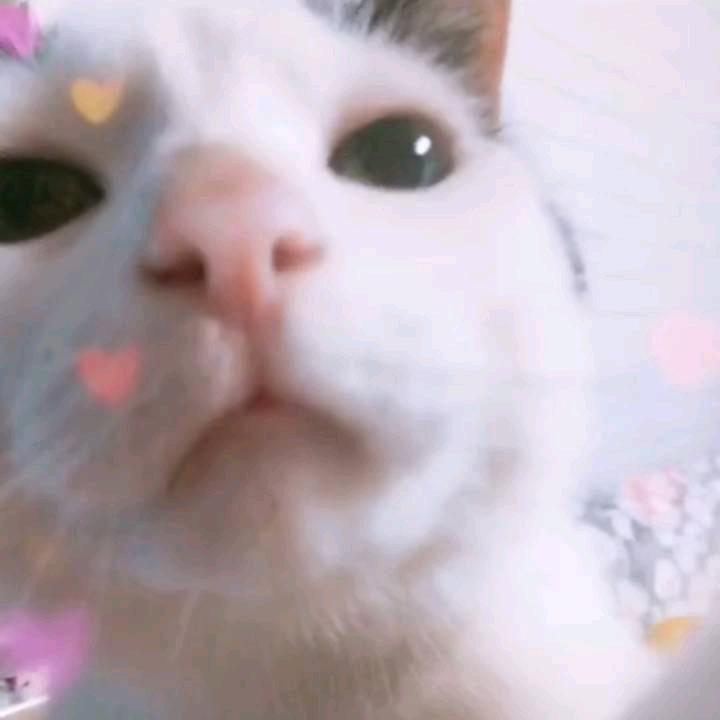 冬日可爱₍˄·͈༝·͈˄₎◞︎ ̑̑ෆ