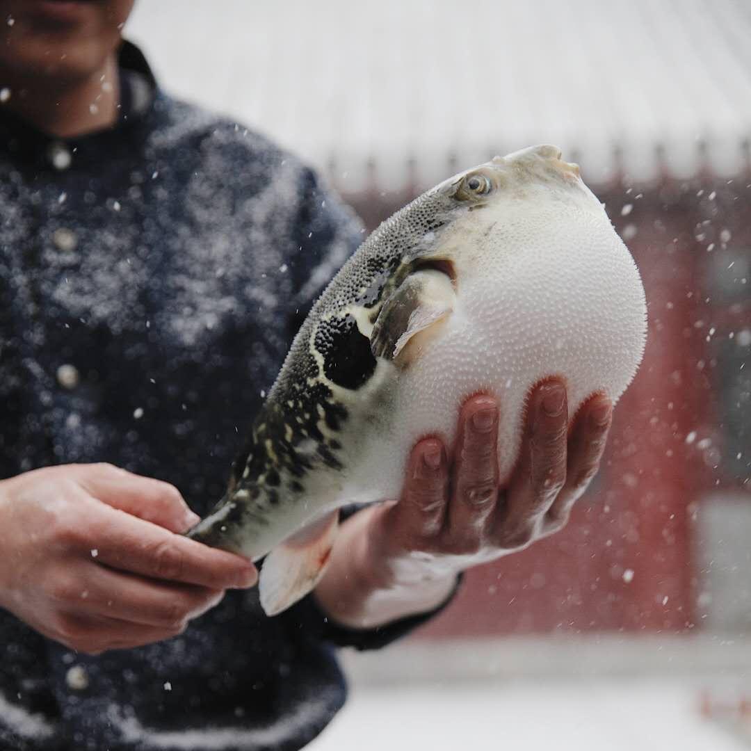 河豚有毒