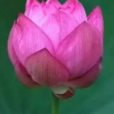 蓝歆