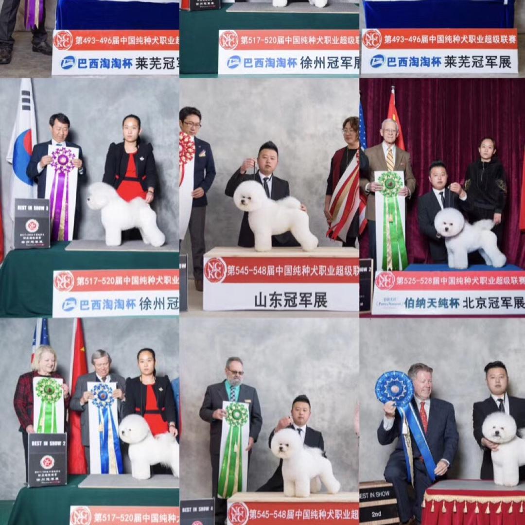 枣庄启轩宠艺宠物美容培训(原狗模狗样)