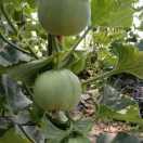 淮南福满园瓜果市场