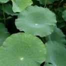 水中莲花