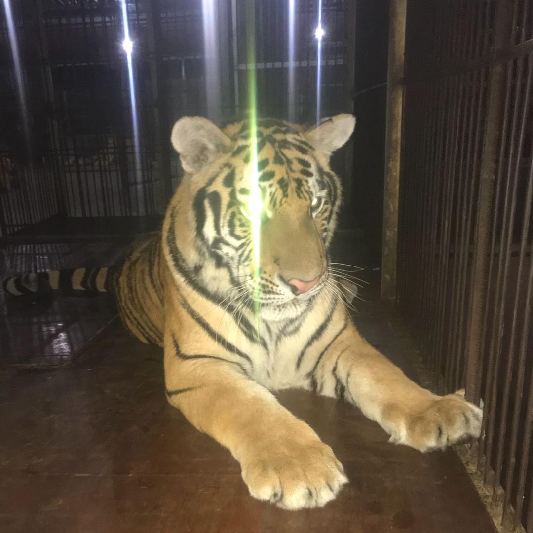 皮皮猫咪