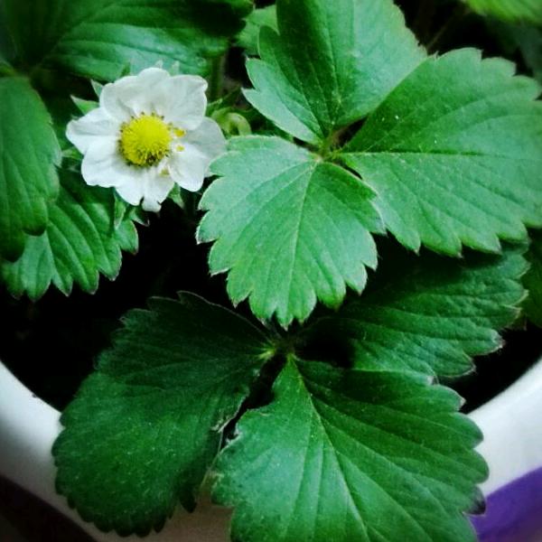 花好月圆