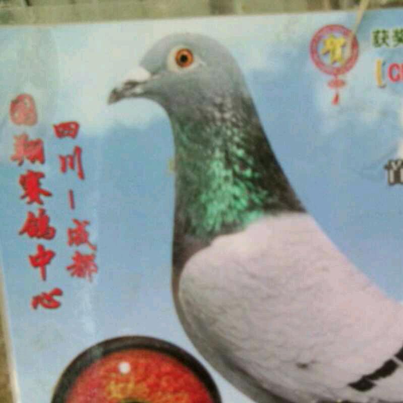 信鸽