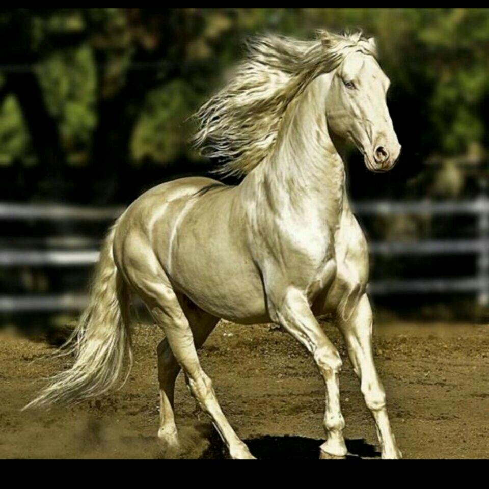 汗血宝马📞全屋整装&高端定制铝合金门窗