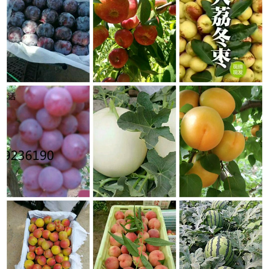 大荔冬枣水果蔬菜产地批发峰哥合作社